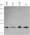Thioredoxin 2 antibody, AF3254, R&D Systems, Western Blot image 