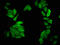 Cell Division Cycle 23 antibody, LS-C672532, Lifespan Biosciences, Immunofluorescence image 