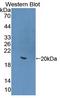 Interleukin 22 antibody, LS-C372885, Lifespan Biosciences, Western Blot image 