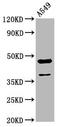 Nuclear Receptor Subfamily 2 Group F Member 1 antibody, LS-C680964, Lifespan Biosciences, Western Blot image 