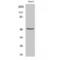 Serine Incorporator 1 antibody, LS-C386020, Lifespan Biosciences, Western Blot image 