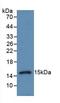 Procalcitonin antibody, LS-C373995, Lifespan Biosciences, Western Blot image 