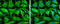 Heat Shock Protein Family B (Small) Member 1 antibody, GTX634459, GeneTex, Immunofluorescence image 