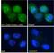 Casein Kinase 1 Delta antibody, 45-362, ProSci, Western Blot image 