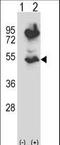HtrA Serine Peptidase 2 antibody, LS-C165088, Lifespan Biosciences, Western Blot image 