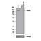 Podocalyxin Like antibody, AF1658, R&D Systems, Western Blot image 