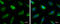 Fumarate Hydratase antibody, GTX110128, GeneTex, Immunocytochemistry image 