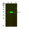 Tropomyosin 1 antibody, STJ99331, St John