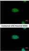 AT-Rich Interaction Domain 3A antibody, NBP2-16228, Novus Biologicals, Immunocytochemistry image 