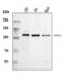 NEDD4 E3 Ubiquitin Protein Ligase antibody, A00984-3, Boster Biological Technology, Western Blot image 