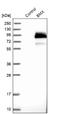 BMX Non-Receptor Tyrosine Kinase antibody, NBP1-84778, Novus Biologicals, Western Blot image 
