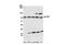 RNA polymerase II-associated factor 1 homolog antibody, NB600-273, Novus Biologicals, Western Blot image 