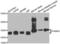 Proteasome 26S Subunit, Non-ATPase 8 antibody, LS-C346379, Lifespan Biosciences, Western Blot image 