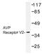 Arginine Vasopressin Receptor 2 antibody, AP01435PU-N, Origene, Western Blot image 