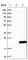 Receptor Accessory Protein 5 antibody, HPA003895, Atlas Antibodies, Western Blot image 