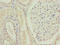 Forkhead Box R2 antibody, LS-C399385, Lifespan Biosciences, Immunohistochemistry paraffin image 