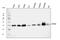 ATP Synthase Peripheral Stalk Subunit D antibody, PB9328, Boster Biological Technology, Western Blot image 