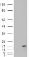 Apolipoprotein C-I antibody, 45-266, ProSci, Immunohistochemistry paraffin image 