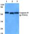 Caspase 8 antibody, A00042T341, Boster Biological Technology, Western Blot image 