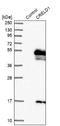 Cysteine Rich With EGF Like Domains 1 antibody, NBP1-88917, Novus Biologicals, Western Blot image 