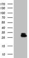 Ras Homolog Family Member C antibody, TA806450, Origene, Western Blot image 