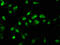 RALY Heterogeneous Nuclear Ribonucleoprotein antibody, LS-C669754, Lifespan Biosciences, Immunofluorescence image 