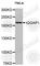 IQ Motif Containing GTPase Activating Protein 1 antibody, A0588, ABclonal Technology, Western Blot image 