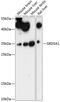Steroid 5 Alpha-Reductase 1 antibody, 15-730, ProSci, Western Blot image 