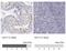 Krueppel-like factor 17 antibody, NBP1-81917, Novus Biologicals, Immunohistochemistry paraffin image 