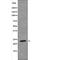 Heart And Neural Crest Derivatives Expressed 1 antibody, abx215814, Abbexa, Western Blot image 