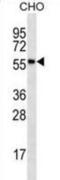 Ribosomal Protein S6 Kinase Like 1 antibody, abx025292, Abbexa, Western Blot image 