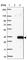 Chromosome 9 Open Reading Frame 135 antibody, HPA021261, Atlas Antibodies, Western Blot image 