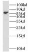 SMG9 Nonsense Mediated MRNA Decay Factor antibody, FNab01054, FineTest, Western Blot image 