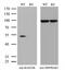 RAD23 Homolog B, Nucleotide Excision Repair Protein antibody, MA5-26701, Invitrogen Antibodies, Western Blot image 