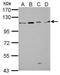 GRIP1 Associated Protein 1 antibody, PA5-32105, Invitrogen Antibodies, Western Blot image 