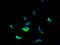 Protein YIPF5 antibody, A61814-100, Epigentek, Immunofluorescence image 