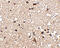 Junctophilin 3 antibody, 4921, ProSci, Immunohistochemistry frozen image 