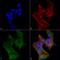 Intraflagellar Transport 88 antibody, LS-C774352, Lifespan Biosciences, Immunocytochemistry image 