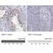 VRK Serine/Threonine Kinase 1 antibody, NBP1-85822, Novus Biologicals, Immunohistochemistry paraffin image 