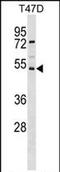 SVOP Like antibody, PA5-71964, Invitrogen Antibodies, Western Blot image 