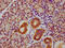 Glycogen Synthase Kinase 3 Alpha antibody, CSB-RA009962A216phHU, Cusabio, Immunohistochemistry paraffin image 