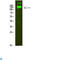 Integrin Subunit Beta 7 antibody, LS-C814160, Lifespan Biosciences, Western Blot image 