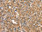 Dynamin 2 antibody, CSB-PA200531, Cusabio, Immunohistochemistry frozen image 