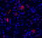 Glutamate Metabotropic Receptor 1 antibody, A03049-1, Boster Biological Technology, Immunofluorescence image 