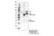IL2 Inducible T Cell Kinase antibody, 77215S, Cell Signaling Technology, Immunoprecipitation image 