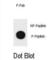 TSC Complex Subunit 1 antibody, abx032219, Abbexa, Western Blot image 