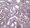 HtrA Serine Peptidase 1 antibody, PA5-79419, Invitrogen Antibodies, Immunohistochemistry frozen image 