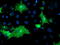 Oxysterol-binding protein 1 antibody, TA503140, Origene, Immunofluorescence image 