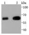 Histone Deacetylase 2 antibody, NBP2-67781, Novus Biologicals, Western Blot image 