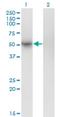 GDNF Family Receptor Alpha 1 antibody, H00002674-M11, Novus Biologicals, Western Blot image 